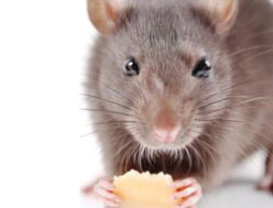 10 TOP dôvodov, prečo je nutné zbaviť sa potkanov, myší a iných škodcov z domova!